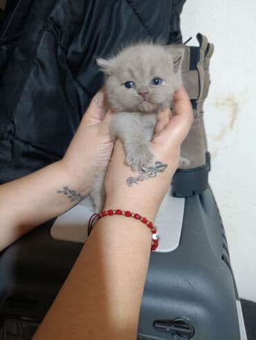 usaq ucun at: Britan — 5