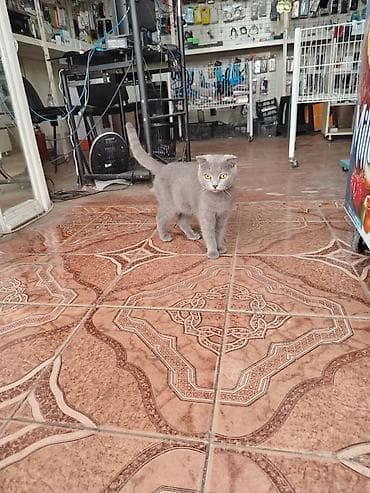 balaca it adlari: Britan, Dişi — 3