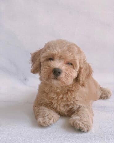 itləe: Пудель, 2 месяца, Самка, С родословной, Бесплатная доставка — 2