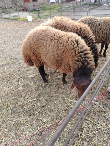 qoyun yanıbala: Qoyunlar – yerli ətlik/yunlu tip - Rəng: tünd qəhvəyi baş–ayaqlar — 2