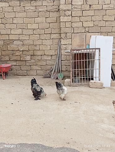 xoruz satlir: Brahma cinsindən 2 ədəd xoruz satılır bir ədədi 50 manata ikisi — 2