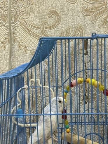 аксессуары для клетки попугая: Xüsusiyyətlər: - Quşlar: 1 ədəd parlaq sarı, 1 ədəd açıq mavi-ağ — 2