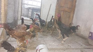 Heyvanlar: Məhsul: Uzunboylu, sərt quruluşlu yerli döyüş/eyni vaxtda ət — 4