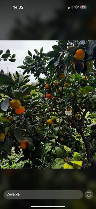 межкомнатные перегородки в баку: Heyet mandareni kq 2 azn — 1