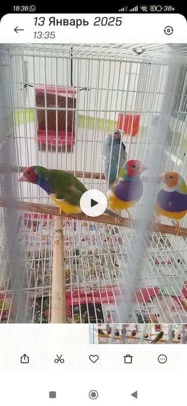 90 man erkeyler qaldi Hamsin Alana endirim olacaq 4 Erkey Quş qaldi