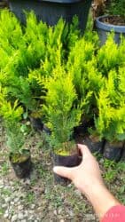 su çəni 3 tonluq: Leylandıra gold şitilleri sifariş üçün əlaqə saxlaya bilərsiz whatsapp — 3