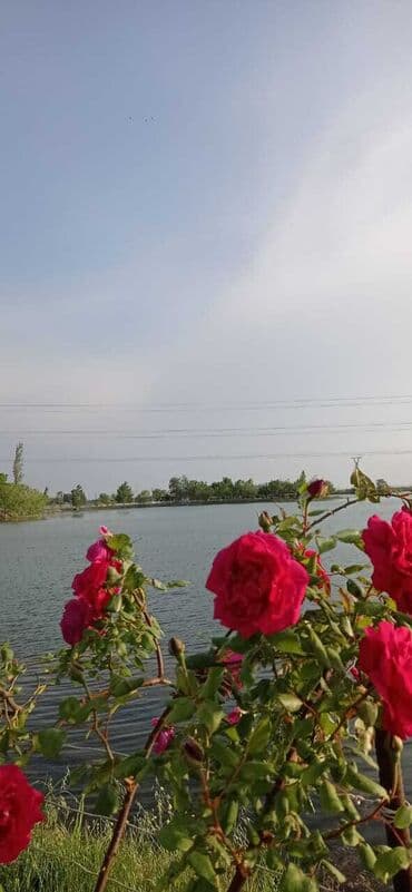 ehmedlide torpaq satilir: 10 sot, Biznes üçün, Mülkiyyətçi, Kupça (Çıxarış) — 19