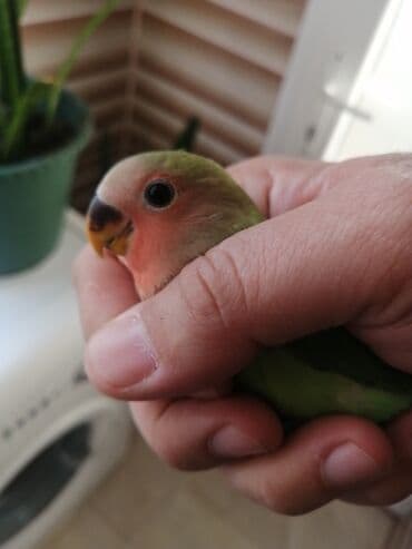 ВАЗ (ЛАДА): Agapornis (Lovebird) – əl öyrəşdirilmiş, ev quşu - Növ: Agapornis — 1