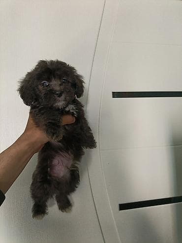 heyvan meymun: Miniatür it balası – qara rəngli, sinə və üz nahiyəsində açıq-boz — 1