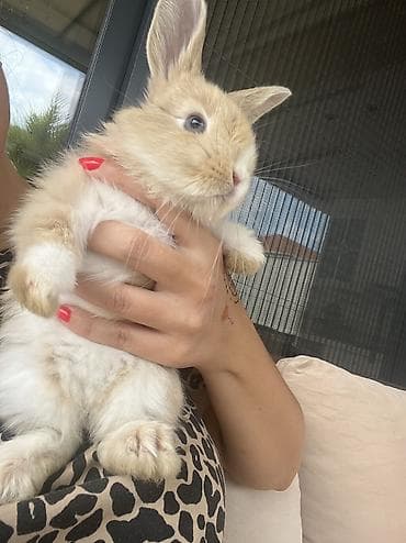 dovsan balasi satilir: !!! 5 aylıq erkək!! Holland Lop dovşan satılır. Çox gözəl və nadir — 6