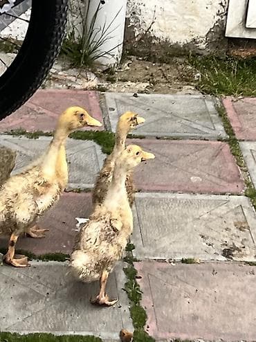 lal ördək balası: Məhsul: Cücələrdən böyüməkdə olan ördəklər Təsvir: - Şəkillərdə — 5