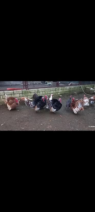 С/х животные и товары: Red Buorbun ətlik sort hind quşlarının 1 həftəlik cucəsi satılır — 5