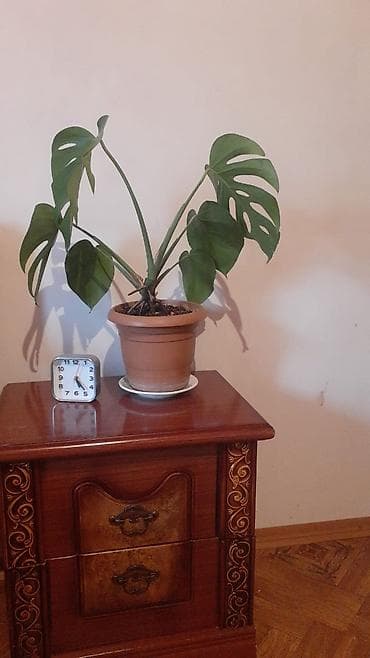 ceyran qaz peci: Monstera deliciosa (pəncərəçiçəyi) – dekorativ ev bitkisi - Növ — 1