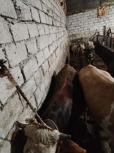 Inəklər, öküzlər: Salam aleykum 2 side cavan düyedi maşallah olsun super düyelerdi 2 — 7