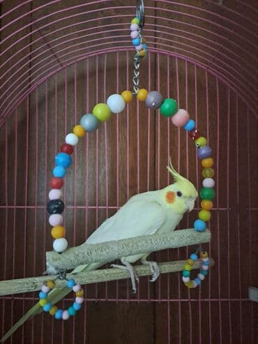 boo cena: Korella devocka 2qoda. s kletkoy vmeste prodaetsya. 100azn — 1