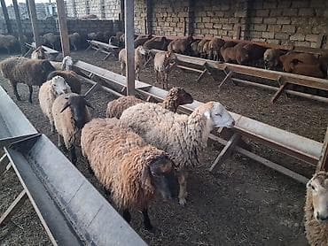 qoyun: - Cins: yerli quyruqlu (yağlı quyruq) - Tip: ana qoyunlar da var — 4