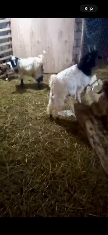 (2 baş).Erkek Dişi diri 16 . 17 kq cekılerı var saxlamaxlıx çepişderdi