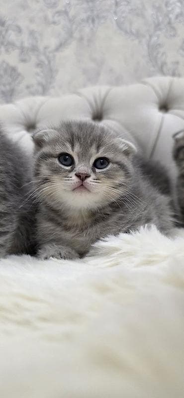 pisik satislari: Şotland, Erkək — 2