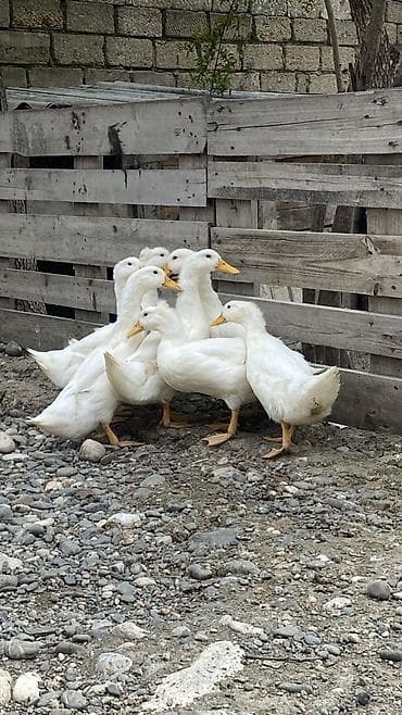 quş bazarı: Dişi, | Lal ördək, Damazlıq, Ödənişli çatdırılma — 5
