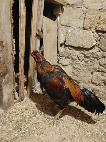 qurd əleyhinə dərmanlar: Cinsi yapon 1 yaş yarımlıq heyvandı problemsiz heyvandı yoxlamışam — 9