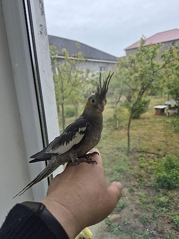 qaz ile goyercin: 3aylıq dişi ələ gəlir dişləmir uyumlu quşdu öz quşumun balasıdır ev — 5