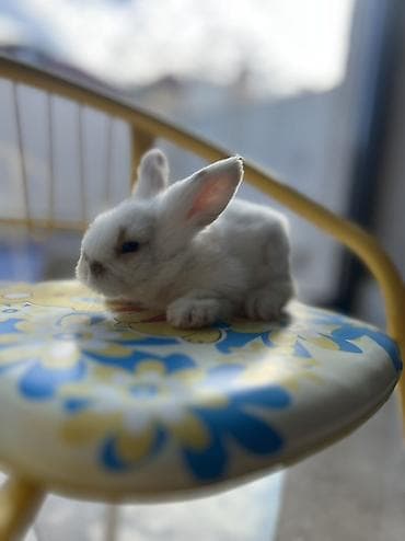 С/х животные и товары: 🐰 Safqan Holland balalar satılır! Valideynləri tam Holland — 3