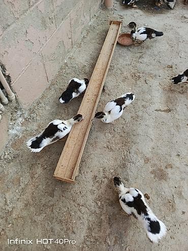 hamster satis: Gördüyünuz 52-53 günlük lal ördəklərdir 5 ədədi satılır ünvan binə — 8