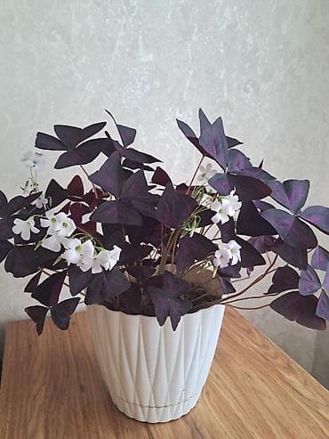 Ev dibçəyi 100 man