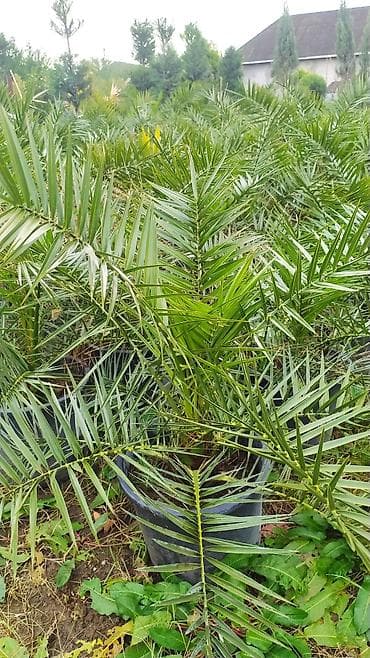 dibcek qablarin satisi: Finik palma agaclari hər qiymətə olani var sifariş üçün əlaqə saxlaya — 2