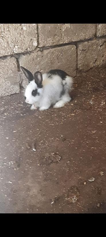 ev donuzu: 3 ədəd ev dovşanı 1 erkek 1 dişi 1 bala — 3