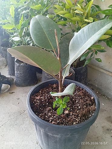 Rezənə kauçuk ağacı (Ficus elastica) – qapalı məkan üçün dekorativ
