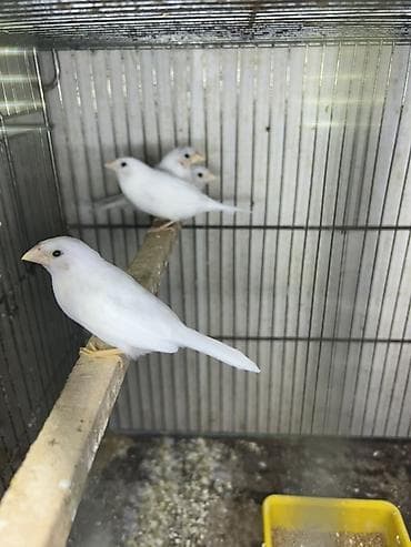 Digər heyvanlar: Ağ benqallar. Azərbaycanda az olan quşlardır. 1 cütü 50 azn. 8 cüt var — 2