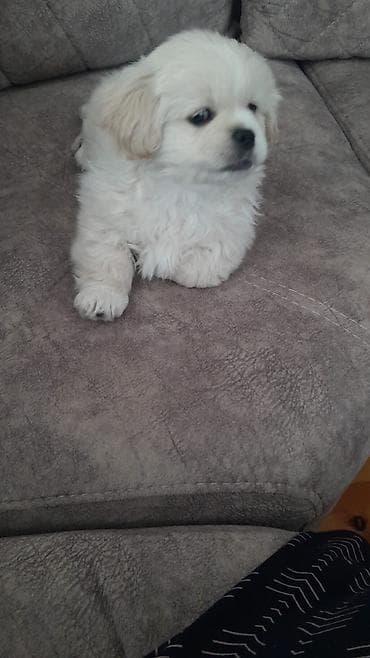 damazliq qoyun satisi: Pekines, 4 ay, Erkek, Peyvəndli, Ödənişli çatdırılma — 4