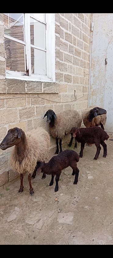 Gəmiricilər: Salam ünvan Bakıin maştağa kendi — 1