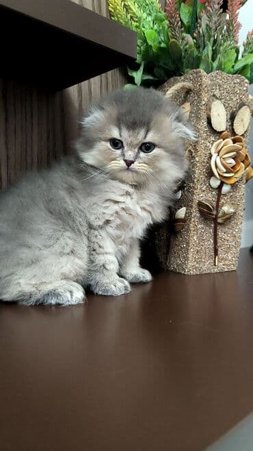 britan pisiyi: Britan — 4