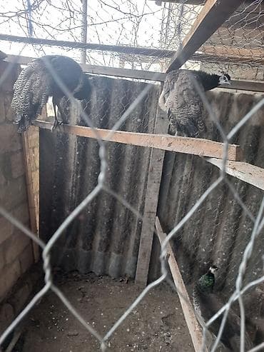 Птицы: Məhsul: Qırmızı-yaşıl-mavi parıltılı boyun və sinəyə malik tovuz — 4