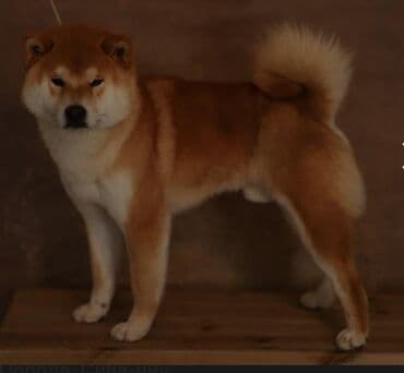 baskervillerin iti: Şiba Inu balası – qırmızı rəngli - Cins: Shiba Inu - Rəng — 7