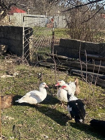 balaca quzu qiyməti: Təmiz qan zümrüd erkəy 2 ağlar 1 dişi 1 erkəy 1 dişi alapaca 4 ü cəmi — 3