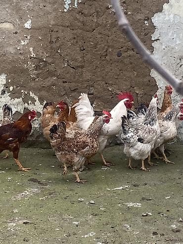 Toyuq, Yumurtalıq lalafo.az -da Toyuq, Yumurtalıq