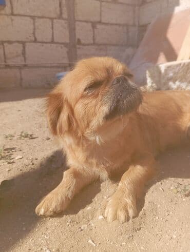 pekines balaları: Pekines, Dişi — 3