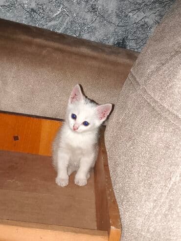 pişik satişi: Yaxşı əllərə — 1