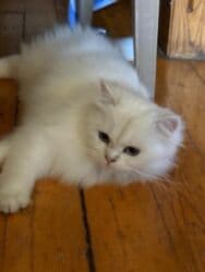 Şinşilla, Dişi, Yaxşı əllərə, Ünvandan götürmə, Ödənişli çatdırılma