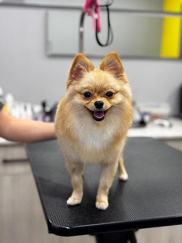 Собаки: Шпиц, 11 месяцев — 4