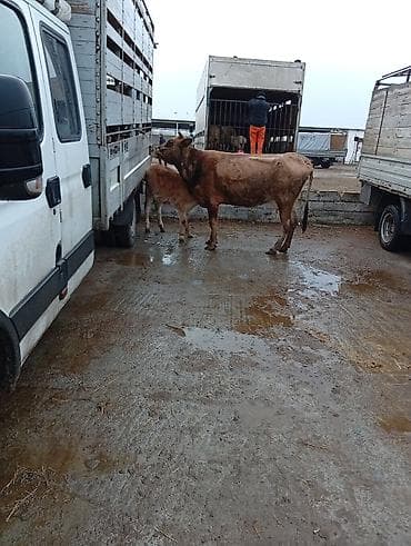 inək adı: Salamın aleykum inəy yaxshi ineydir hündürlüyü boyu caynaqlı heyvandir — 7