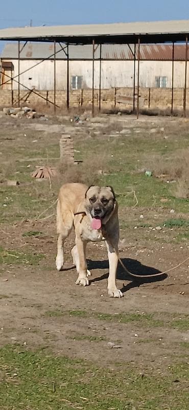 Balıqlar: Kanqal, 4 il, Erkek — 10