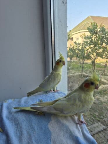 Pişiklər: Bozlar bir aylıqdı qiyməti 30 azn sarı 5 aylıq erkək qiyməti 45azn əl — 5