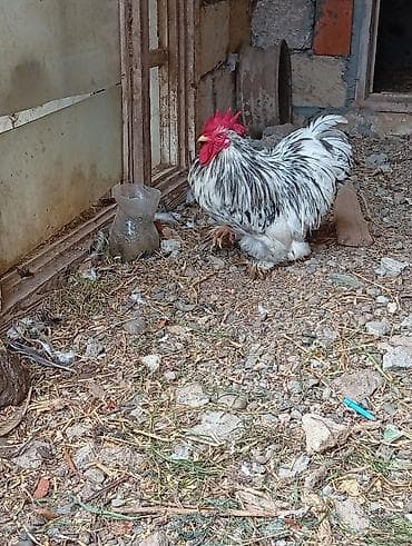 lider 55 cücələri: Xoruz, il: 1, Ünvandan götürmə — 2