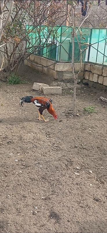 şana xoruz: Heyratı beçə satılır kimə səliqəli viddi stoykalı beçə lazımdısa — 2