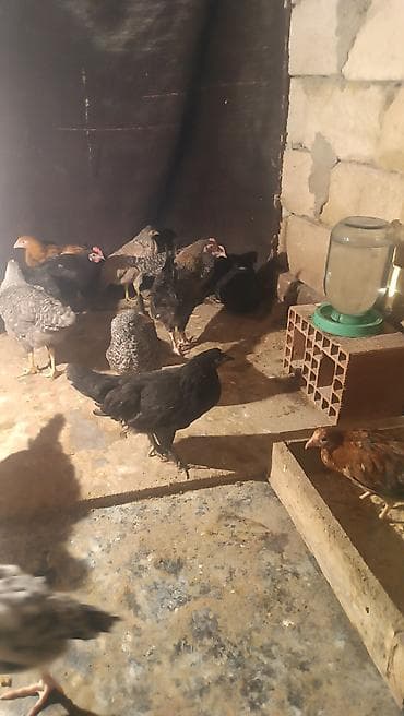 pisik gence: Xarkof cucsi var afstrlok cucsi var razlsram qimtni — 1