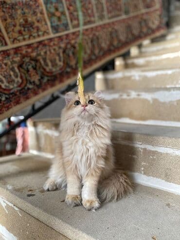 шиншилла котенок купить: Золотая шиншилла, Самец — 6